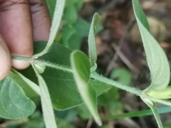 Barleria ventricosa