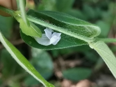 Barleria ventricosa