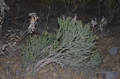 Cylindropuntia ramosissima