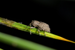 Catoptes constrictus