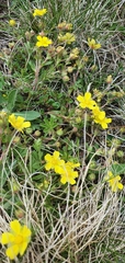 Potentilla heptaphylla