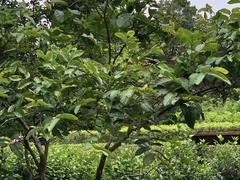 Glochidion zeylanicum