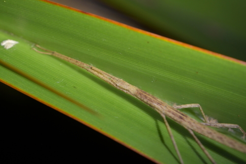 Common Ridge-backed Stick-insect photo 4