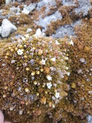 Dracophyllum muscoides