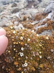 Dracophyllum muscoides