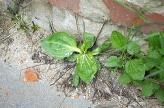 Plantago major