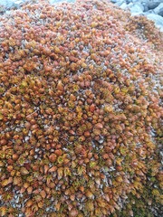 Dracophyllum muscoides