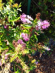 Veronica × andersonii