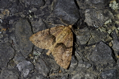 Pseudocoremia suavis