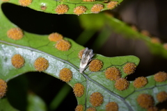 Thylacosceles radians