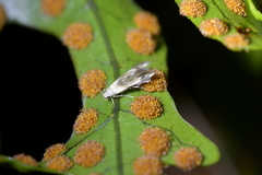 Thylacosceles radians