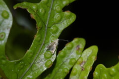 Thylacosceles radians