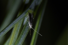 Thylacosceles radians