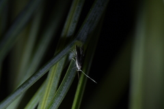 Thylacosceles radians