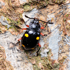 Eumorphus quadriguttatus