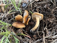 Infundibulicybe squamulosa