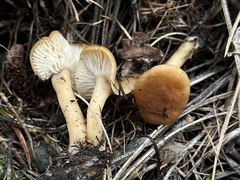 Infundibulicybe squamulosa