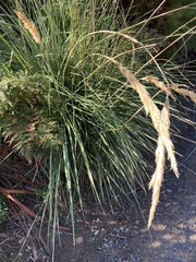 Capeochloa cincta cincta