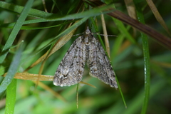 Pseudocoremia suavis