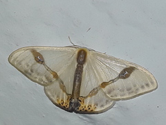 Macrocilix mysticata