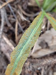 Puccinia sii-falcariae