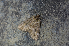 Pseudocoremia suavis