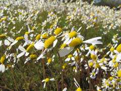 Foveolina tenella