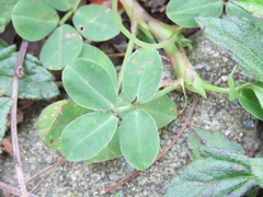 Arachis duranensis