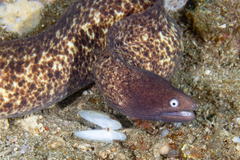 Gymnothorax thyrsoideus