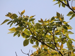 Sassafras randaiense