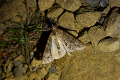 Pseudocoremia suavis