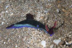 Nembrotha chamberlaini
