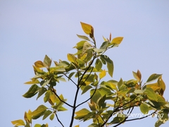 Sassafras randaiense