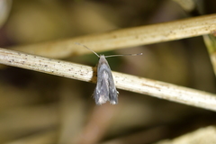 Thylacosceles radians