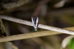 Thylacosceles radians