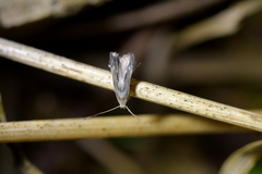 Thylacosceles radians