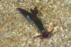 Nembrotha chamberlaini