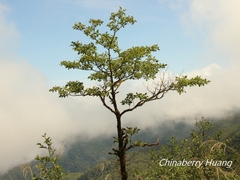 Sassafras randaiense