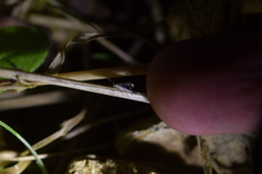 Thylacosceles radians