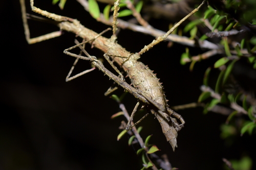 Lesser Spiny Stick-insect photo 3