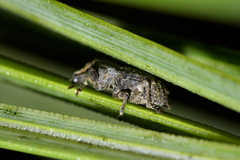 Catoptes constrictus