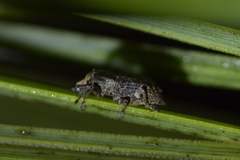 Catoptes constrictus