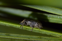 Catoptes constrictus