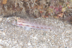 Gnatholepis cauerensis