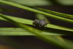 Catoptes constrictus