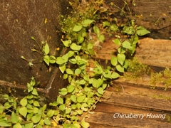 Stellaria reticulivena
