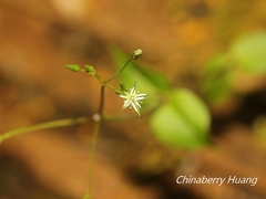 Stellaria reticulivena