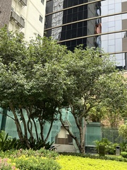 Magnolia figo