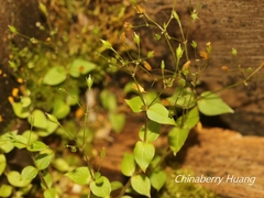 Stellaria reticulivena