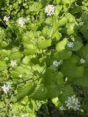 Alliaria petiolata